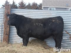 SWC Rangeland 4934 Angus Yearling Bull 