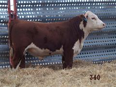 1) Hereford Bull HUTTON 277F TIMBER 340 