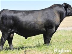 13) WR Journey 1X74 Semen Units (BID PER UNIT) 