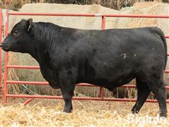 CF Ledger 053 21065 23021 2 YO Angus Bull 