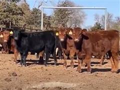 55) Blk-Red Angus Feeder Heifers (BID PER LB) 