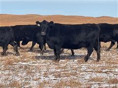 10) Blk Angus 9-10 YO Bred "Connealy-Baldridge" Cows (BID PER HEAD) 