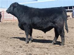 Wiers 800 (Yearling Angus) 