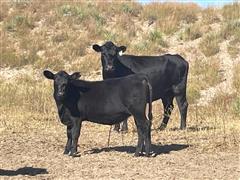 90) Blk Angus Heifer Calves (BID PER LB) 