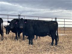 4) Comm Blk Angus SS-BM Bred Cows (BID PER HEAD) 