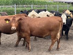 5) Red Angus Bred Heifers (BID PER HEAD) 