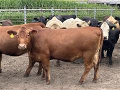 10) Red Angus Bred Heifers (BID PER HEAD) 