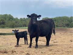 6) BLK/BBF 1st Calf Heifer Pairs (BID PER PAIR) 