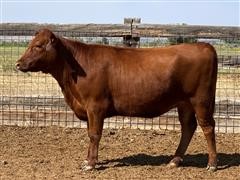 Parsley 7P036 Red Angus Bred Heifer 
