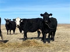 Blk Angus Coming 5 YO Bred Cows (BID PER HEAD) 