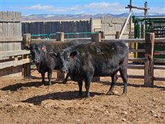 2) 7 YO Registered F1 Cows Bred To Registered Wagyu Bull (BID PER HEAD) 