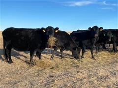 Blk & Blk-Red Baldy 9-12 YO Bred Cows (BID PER HEAD) 