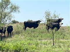 10) Blk & Blk Baldy Short Solid Bred Cows (BID PER HEAD) 