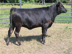 Reg. F1 Akaushi Open Replacement Heifer (BROWN K211B) 