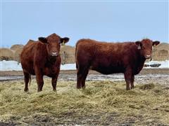 10) Red Angus Bred Heifers (Bred Bieber-Mar 16) (BID PER HEAD) 