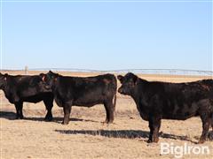 11) Angus 1st Calf Bred Heifers (BID PER HEAD) 