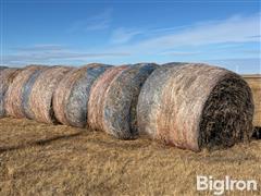 Unharvested 2023 Wheat Feed Crop Bales 