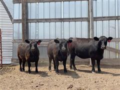 3) Aberdeen Lowline Open Replacement Heifers (BID PER HEAD) 