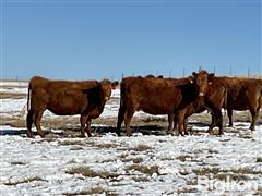 8) Red Angus 3-4 YO Bred Cows (BID PER HEAD) 