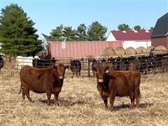 10) 8 - 9 YO Red Angus Bred Cows (March Calving) (BID PER HEAD) 