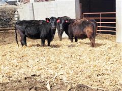 3) Black Bred Cows 6-9 YO (BID PER HEAD) 