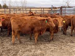 Red Angus Open Replacement Heifers (BID PER HEAD) 