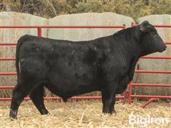 CF Juneau 643 17012 23146 2 YO Angus Bull 