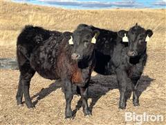 10) Blk Angus Open Heifers (Baldridge Sires) (BID PER HEAD) 