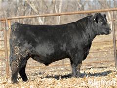 Lot 7 - Patriarch 204M 1/4 Simmental Bull 