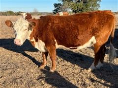 3) Registered Hereford 4 YO Bred Cows (BID PER HEAD) 
