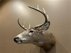 Whitetail Deer Wall Mount 