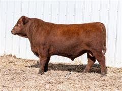 Decade 324L (Red Angus) 