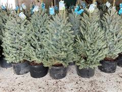 Blue Spruce Trees 