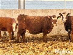 9) AI Sired RWF Baldy Open Replacement Heifers (Free Unit Of Semen/hd Of TAC Drifter 2.0 L407) (BID PER HEAD) 