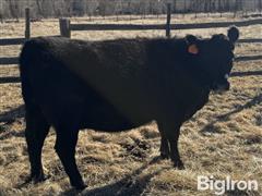 3) 4-5YO Blk Angus Bred Cows (BID PER HEAD) 