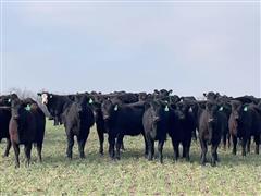 12) Blk & Baldy Sim-Angus Replacement Heifers (BID PER HEAD) 