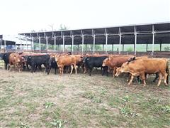 44) F1 Akaushi/Wagyu Steers/Heifers (800#) (BID PER LB) 