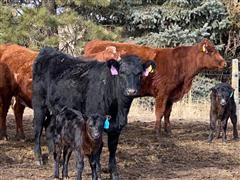 Akaushi 2nd Calf Heifer Pairs (BID PER PAIR) 