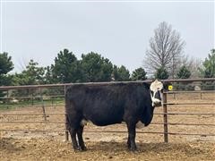 9 & 11 YO Fall Bred Cows (BID PER HEAD) 