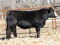 Lot 2 - Double Down 022L -18 Month - 3/4 Simmental Bull 