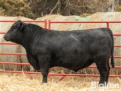 Angus 2 YO Bull (Pending DNA SIRE Verification) 