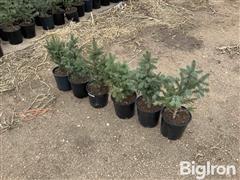 1 Gallon Potted Colorado Spruce Trees 