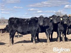 10) 725 Blk Angus Replacement Heifers (BID PER LB) 