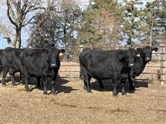 6) Angus 8-10 YO Bred Cows (BID PER HEAD) 