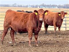 10) Red Angus Bred Heifers (AIed To Jumpstart) (BID PER HEAD) 