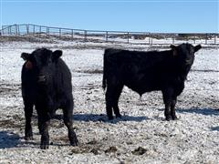 50) Black Angus Feeder Steers (BID PER LB) 