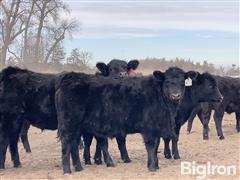 45) Angus Cross Heifers (BID PER LBS) 