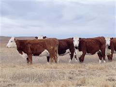 10) Hereford 4 YO Bred Cows (BID PER HEAD) 