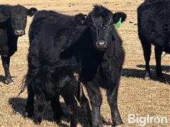 38) Blk&BWF 2YO Heifer Pairs W/ 2-4 Week Old Angus Sired Calves (BID PER PAIR) 