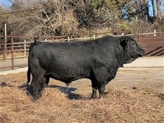 SMCC 091H 2 YO Gelbvieh Bull 